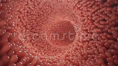 肠道绒毛.. 秘密的衬里。 用于食物消化吸收的显微绒毛和毛细血管.. 人类